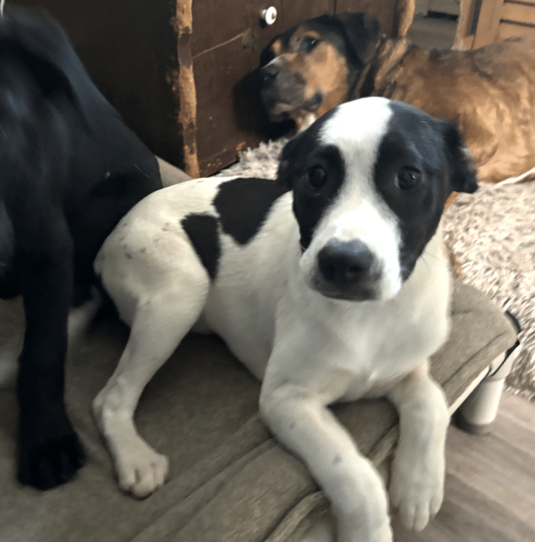 Ciceron, a black/white hound mix, 6 mo old, medium sized, available for adoption at Second Chance Animal REscue on Martha's Vineyard